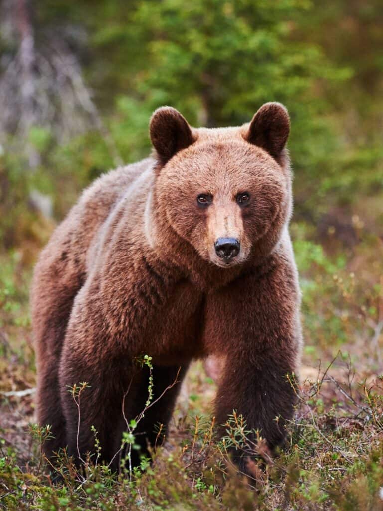 Marsican Brown Bear