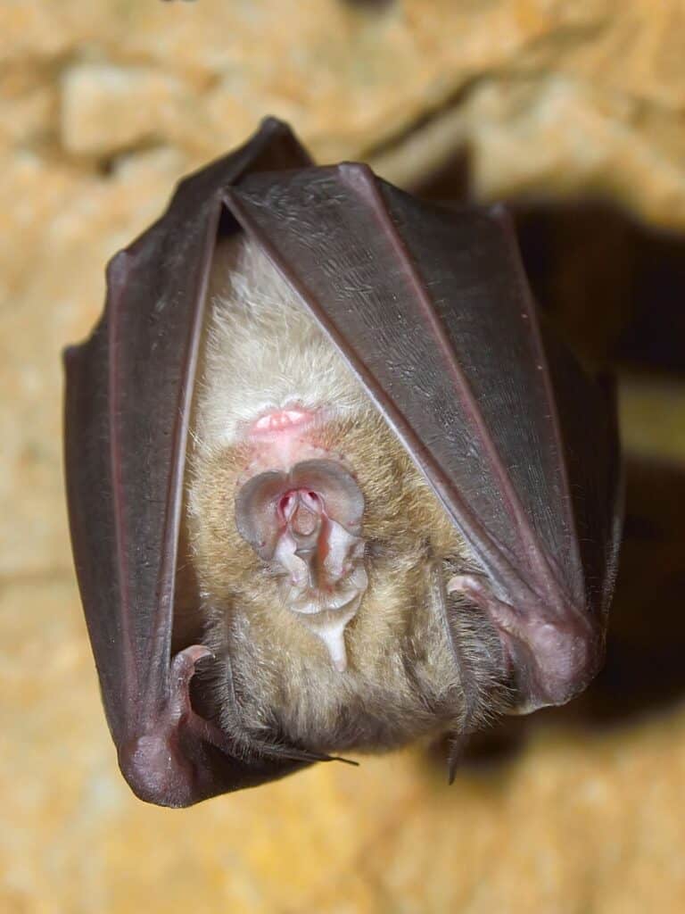 Mediterranean Horseshoe Bat hanging in a cave
