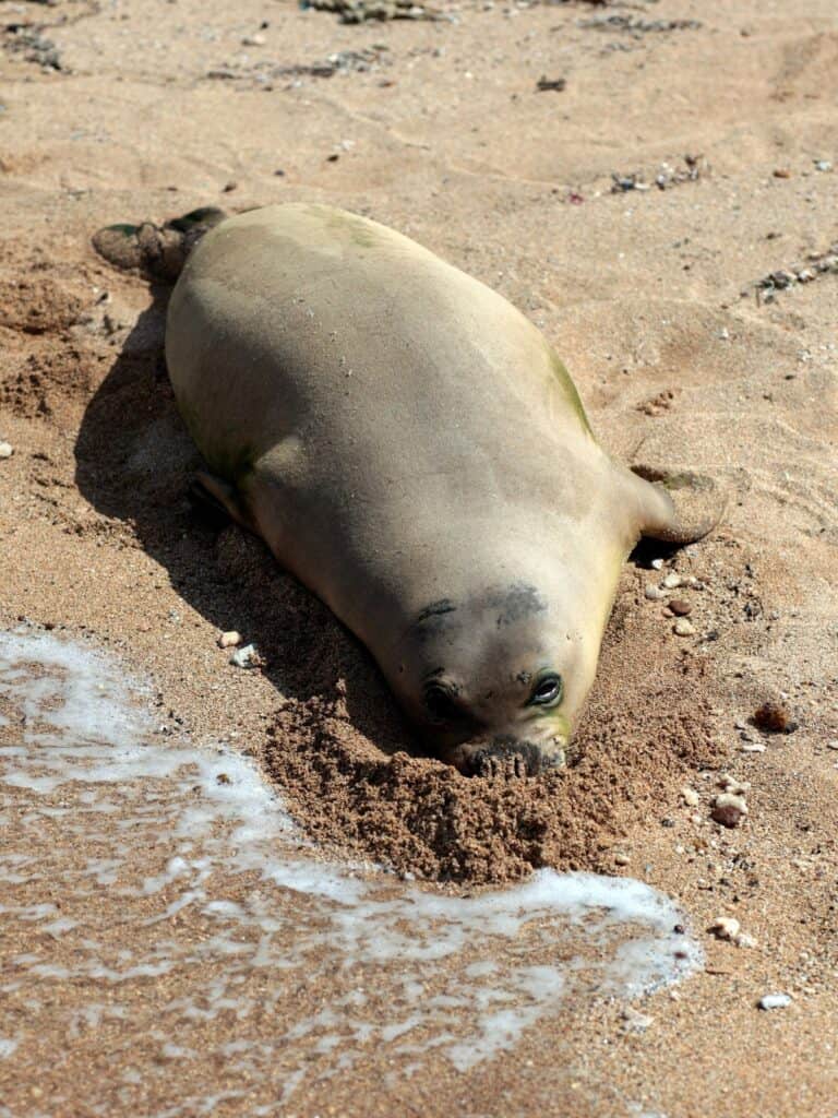 Mediterranean Monk Seal laying in the sand on the beach