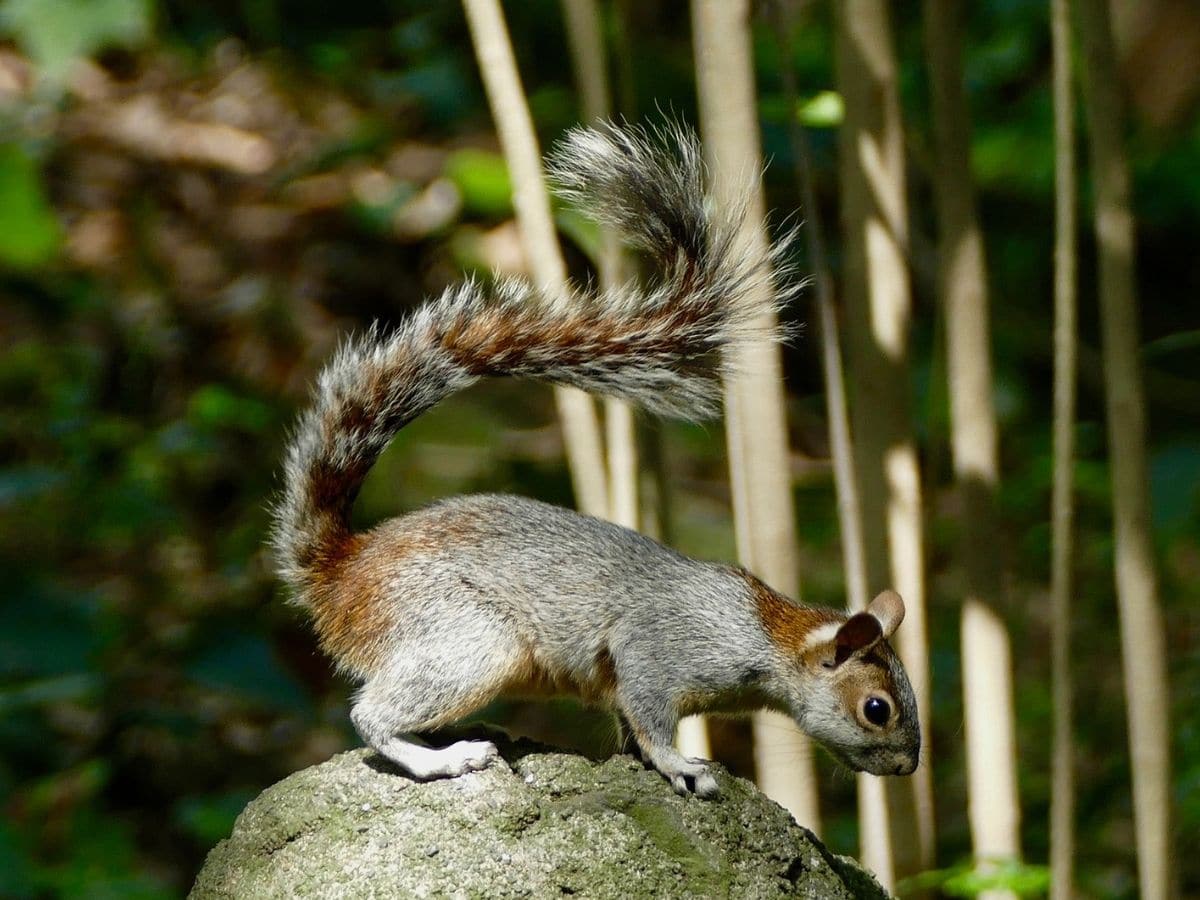 Mexican Gray Squirrel on a rock