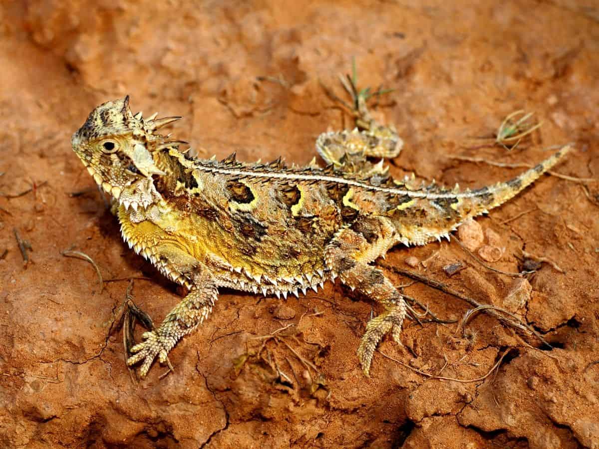 Mexican Plateau Horned Lizard