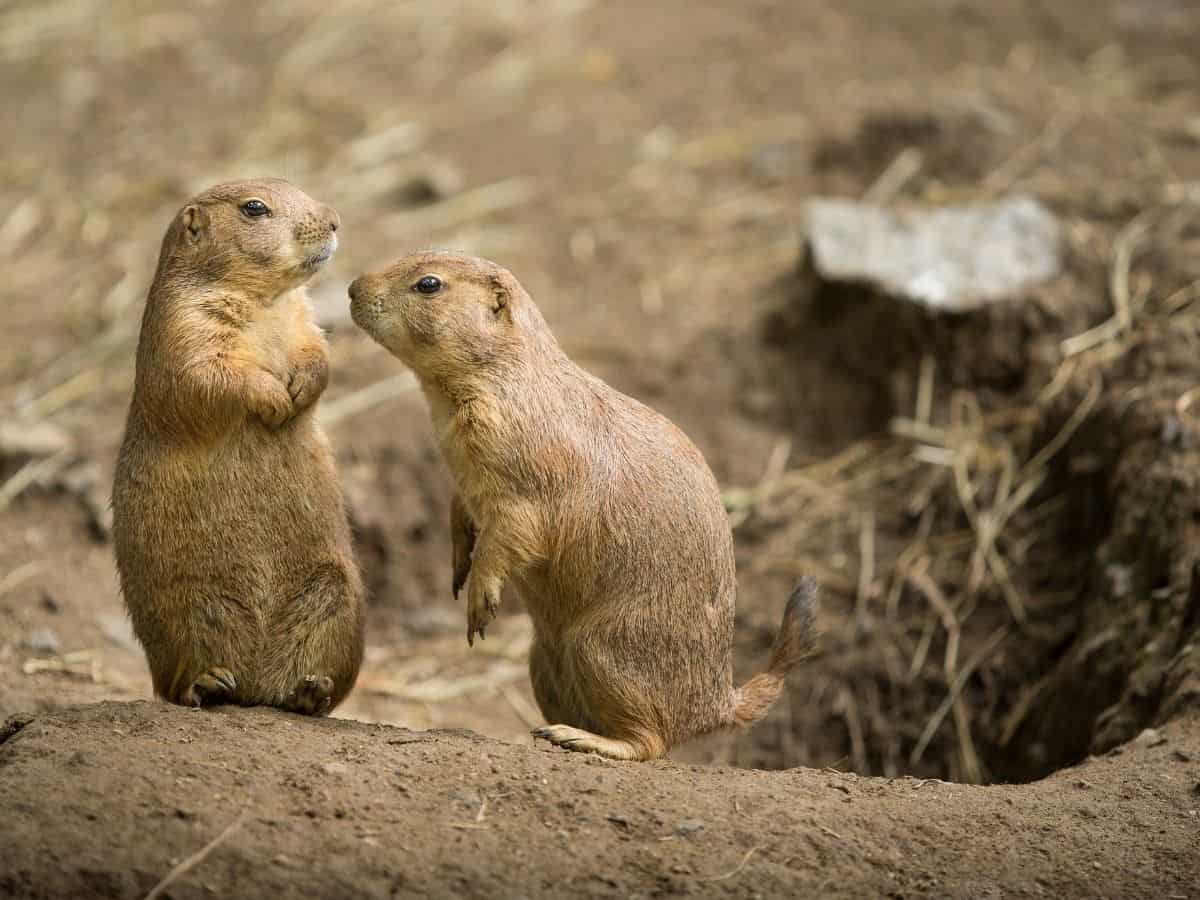 two Mexican Prairie Dogs