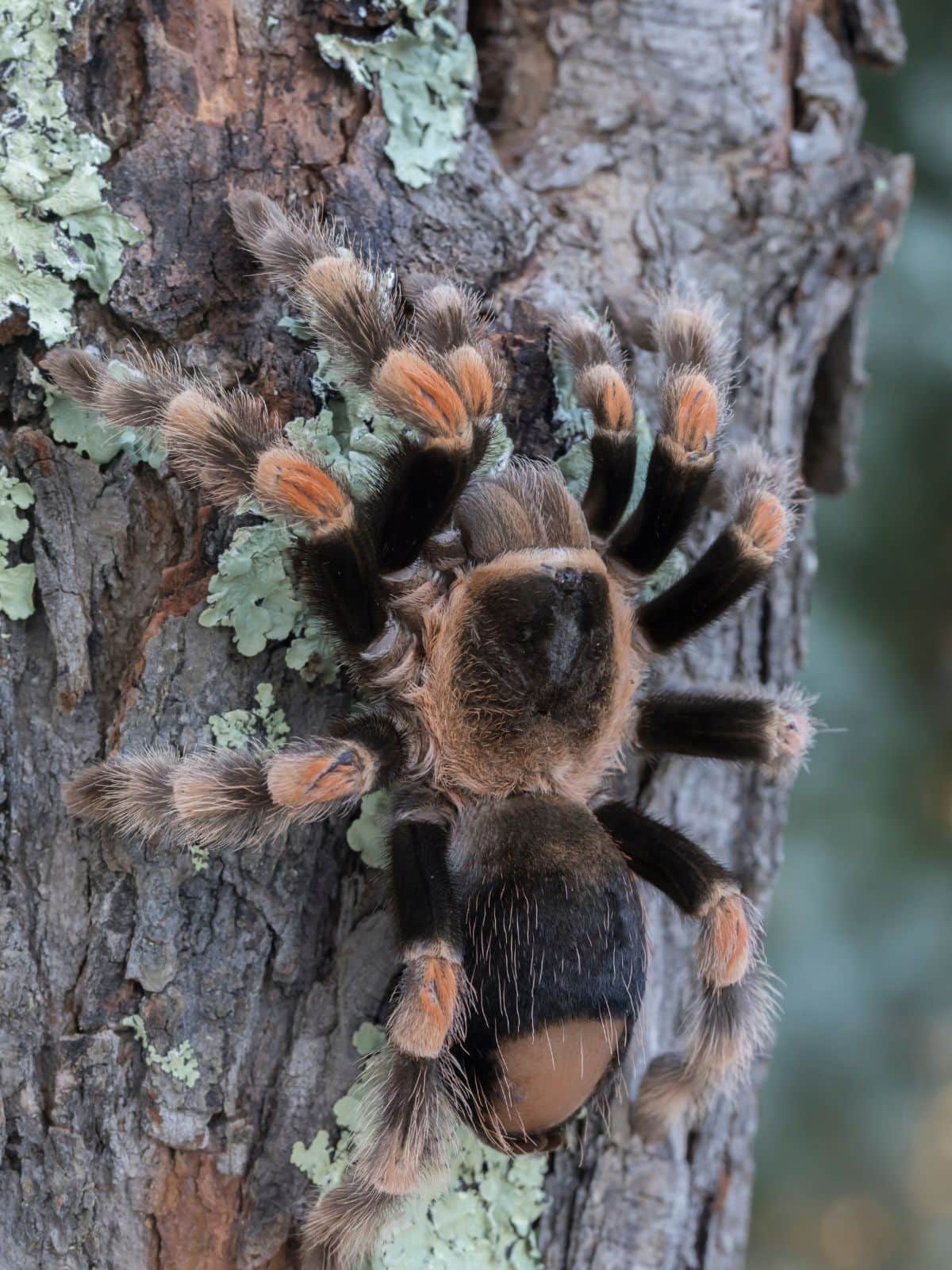 Mexican Redknee Tarantula spider on a tree