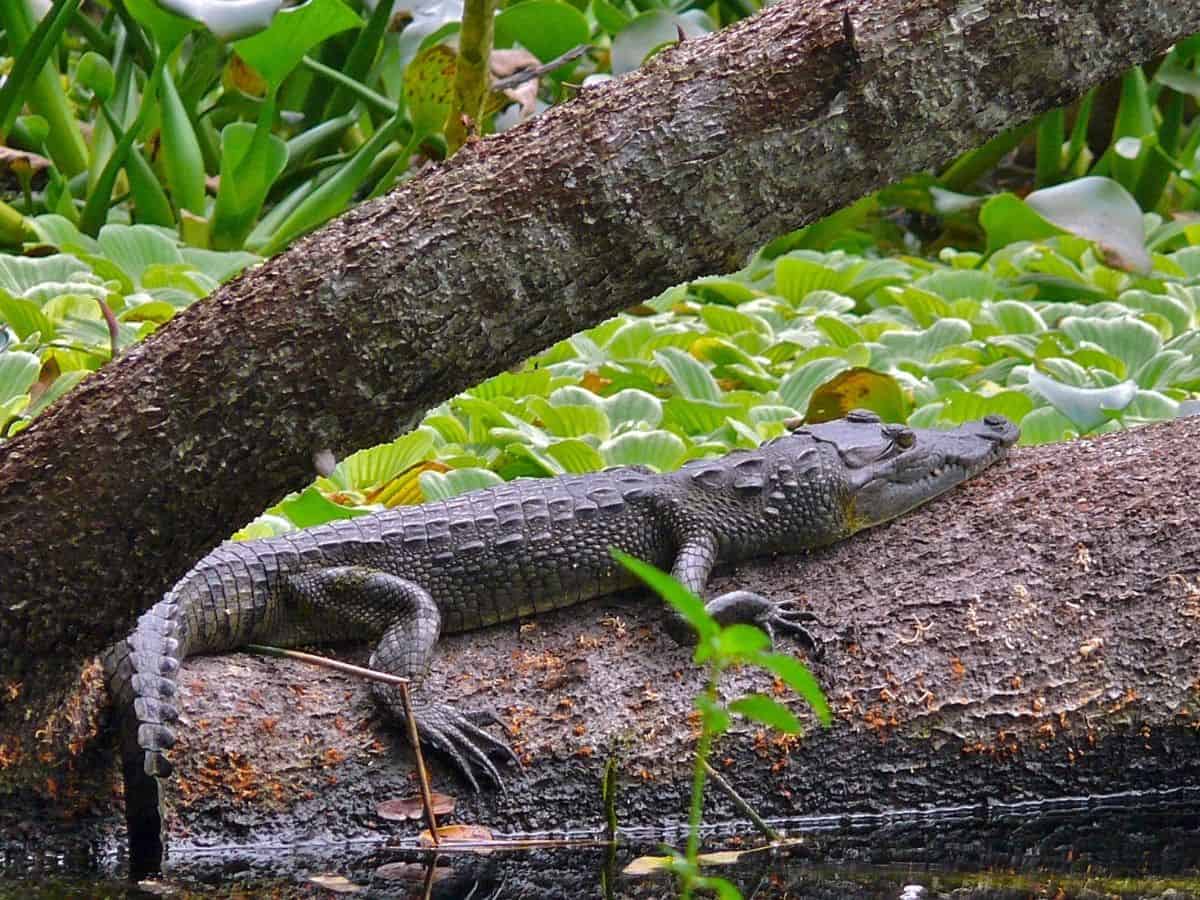 Morelet's Crocodile laying on a fallen tree