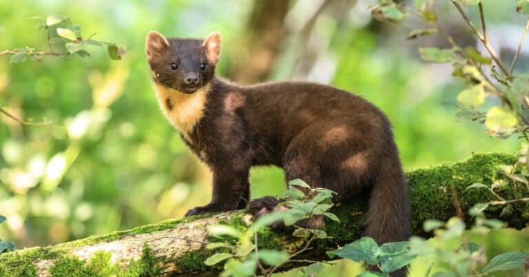 the pine marten, National Animal of Croatia, in a tree