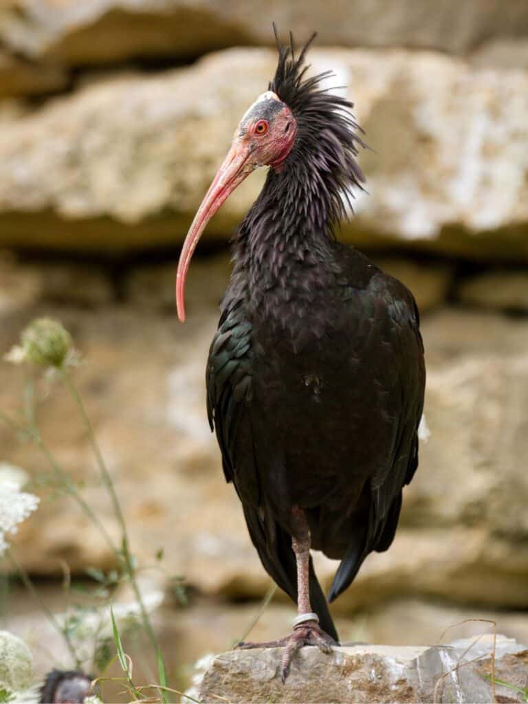 Northern Bald Ibis bird