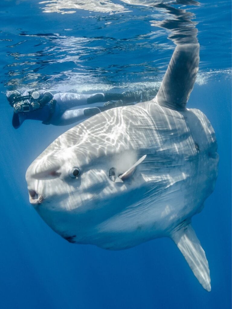 diver near giant Ocean Sunfish (Mola Mola)