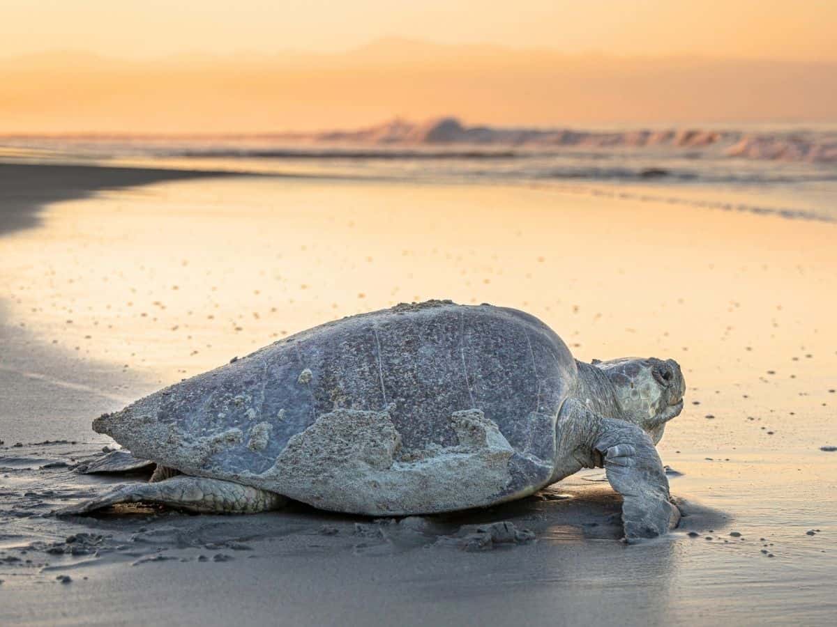 Olive Ridley Sea Turtle on the beach