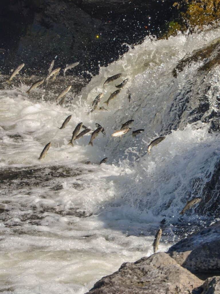 Pearl Mullet (Lake Van Fish) swimming upstream