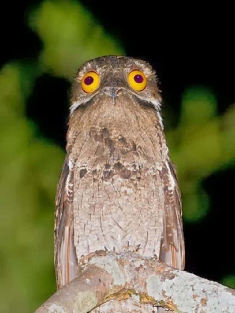 These Are The 25 Weirdest Birds In The World 17 Can Actually Kill These Are The 25 Weirdest Birds In The World 17 Can Actually Kill
