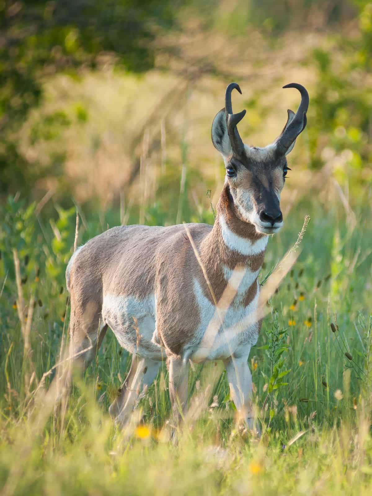 Pronghorn