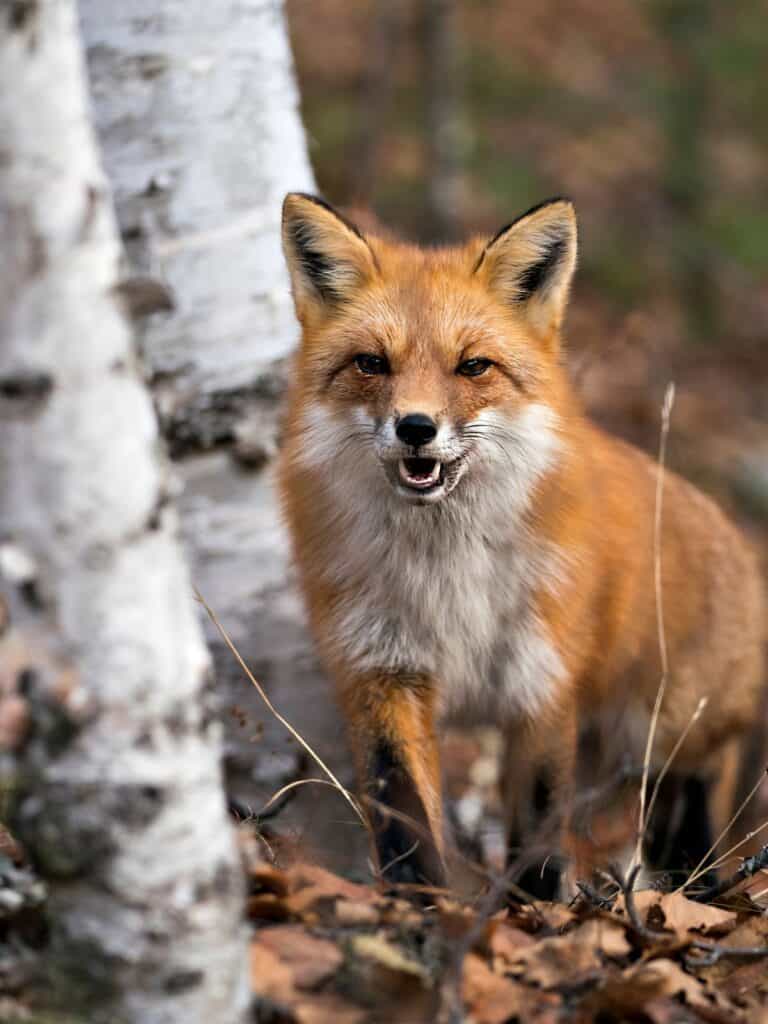 red fox