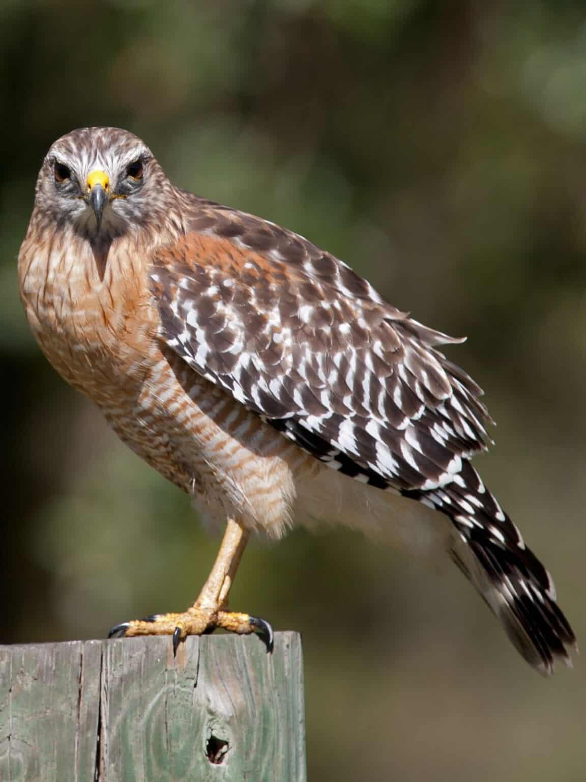 🦉 These are the 20 Scariest Birds On Earth (And Yes, Some of Them Do ...