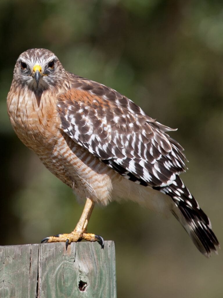 Red-Shouldered Hawk perched on a log