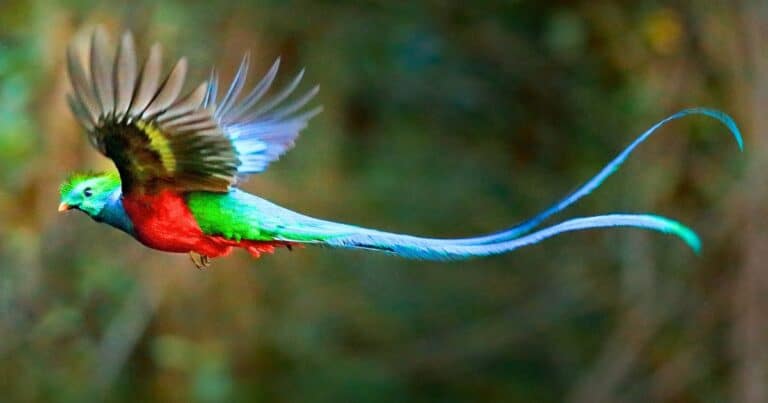 Resplendent Quetzal in flight, one of the most beautiful birds in the world