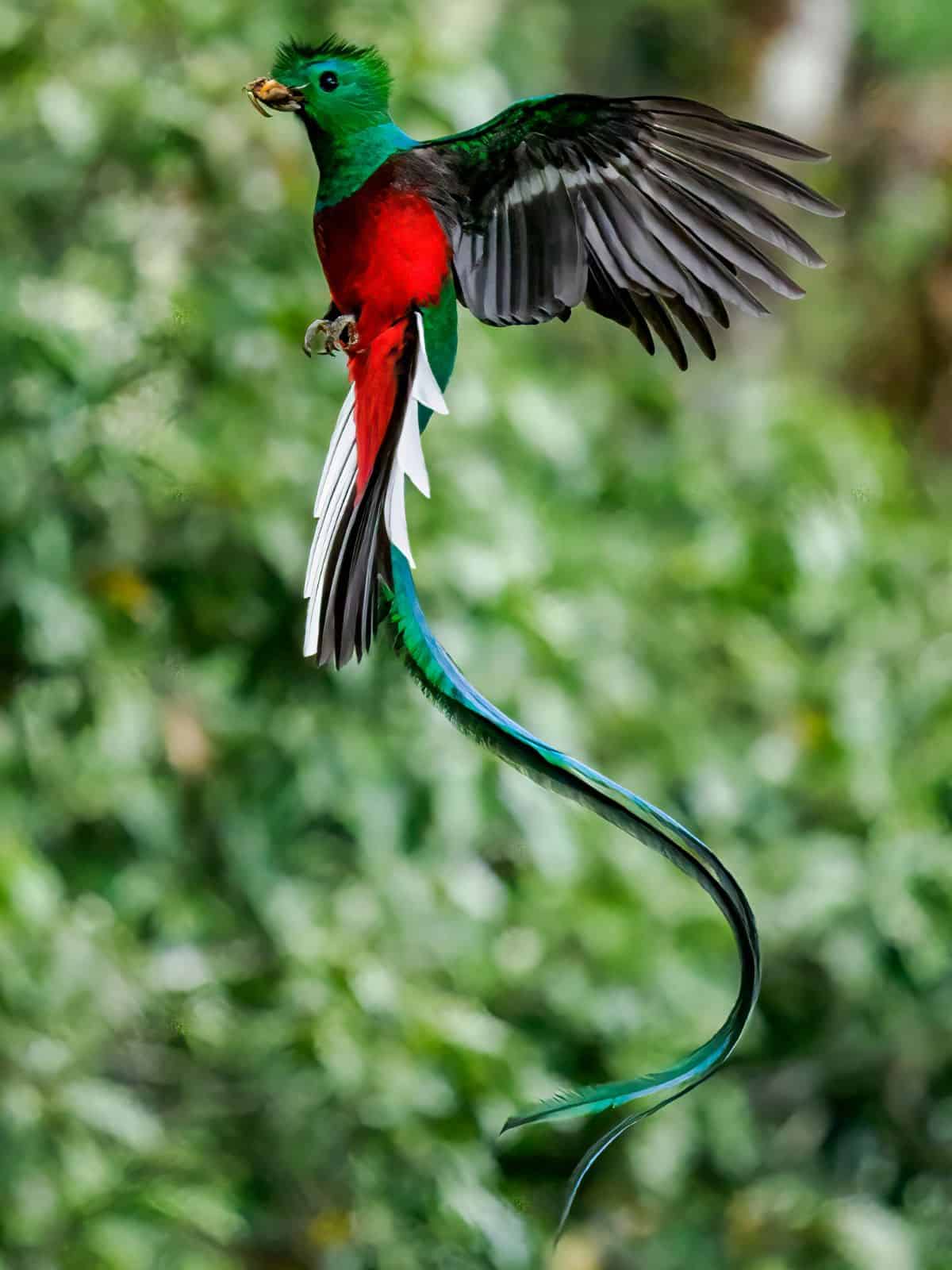 Resplendent Quetzal in flight