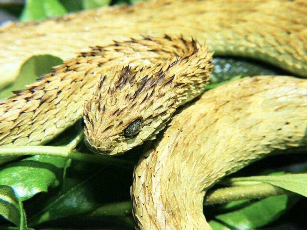 Rough-Scaled Bush Viper snake