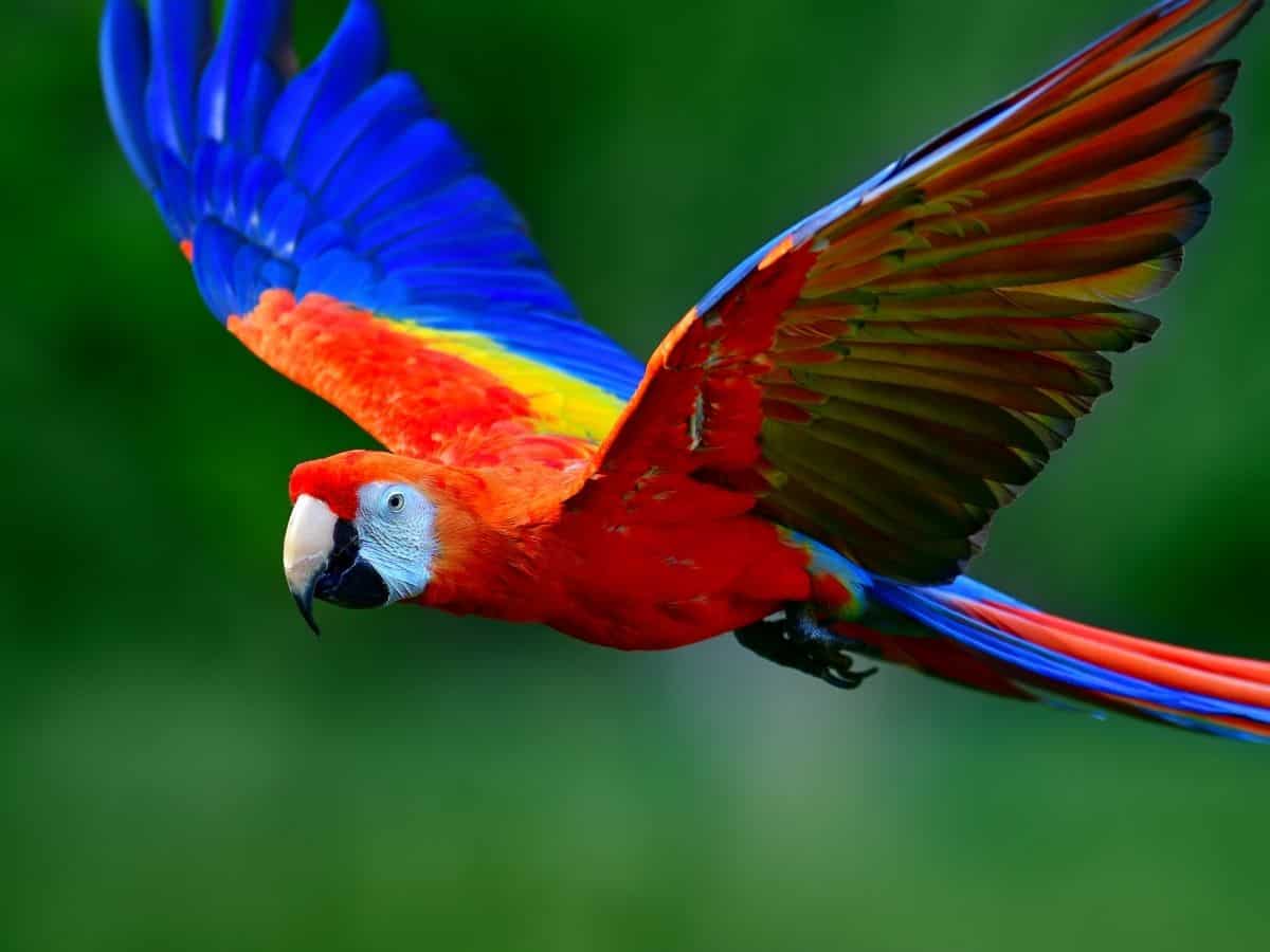 Scarlet Macaw in flight