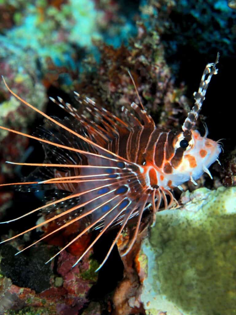 Scorpionfish