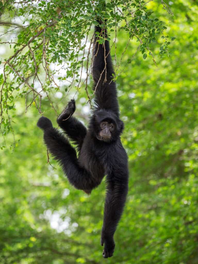 Siamang hanging in a tree