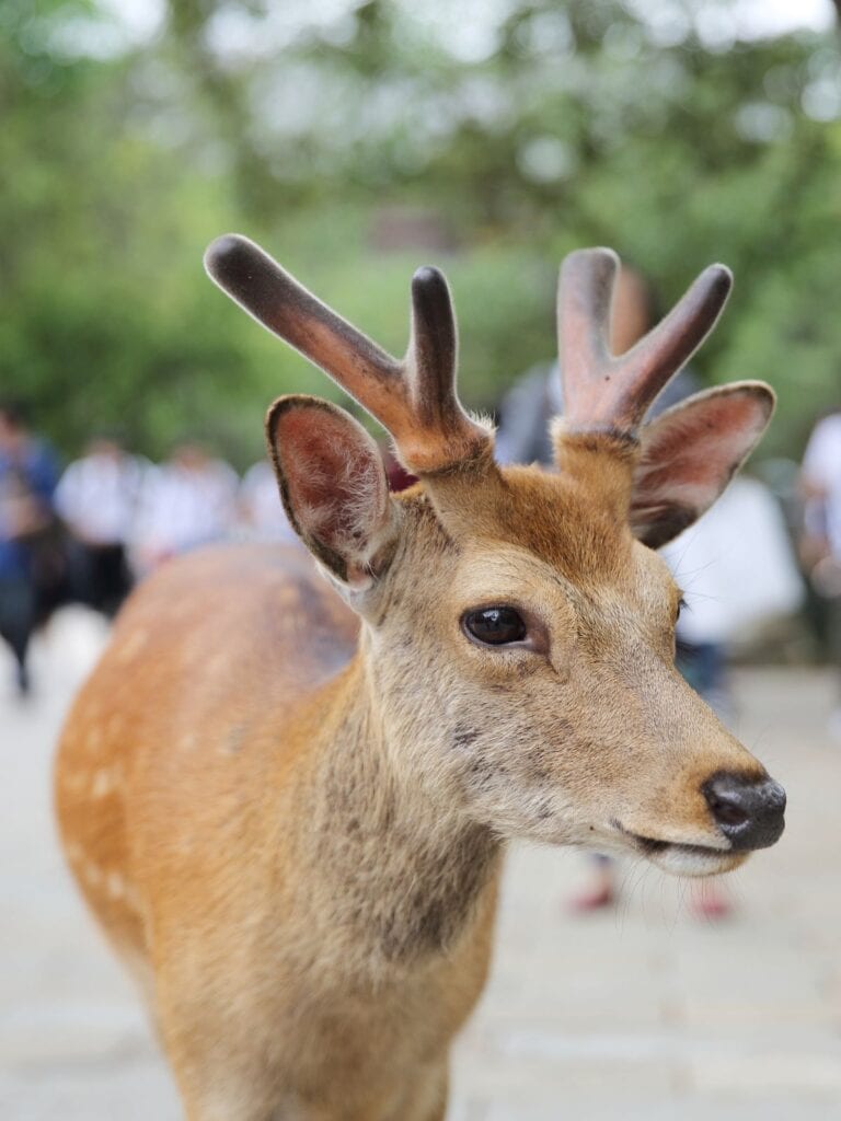 Sika Deer roaming wild in Nara, Japan