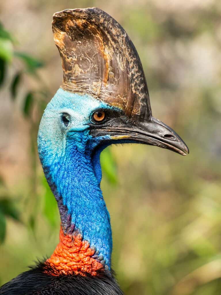 Southern Cassowary