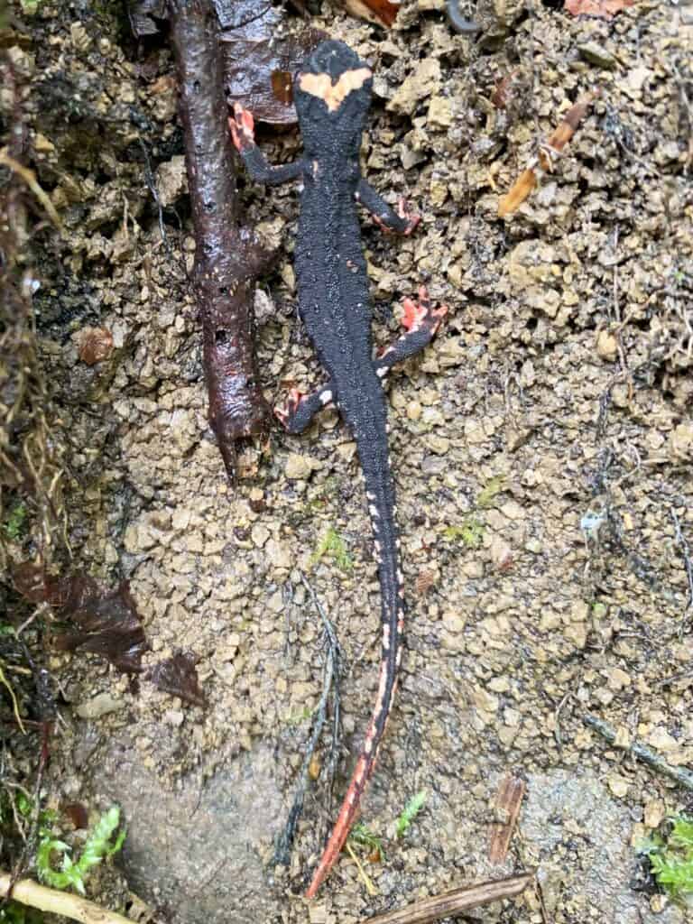 Spectacled Salamander lizard