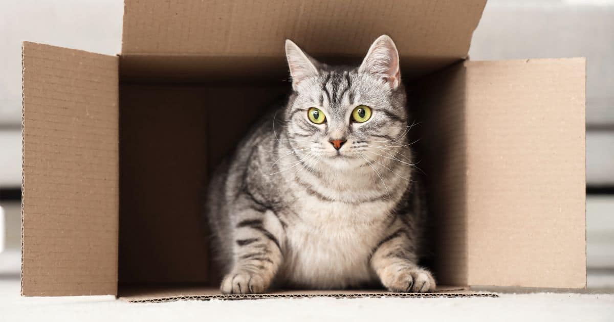 cat in a cardboard box (just one of the most common Strange Cat Behaviors)