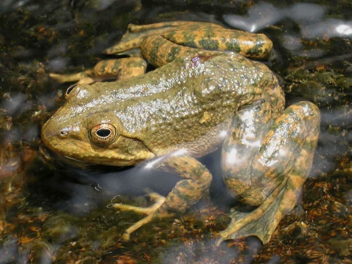 Tarahumara Frog