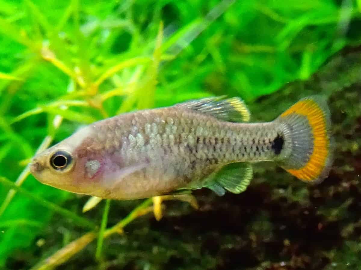 Tequila Splitfin Fish