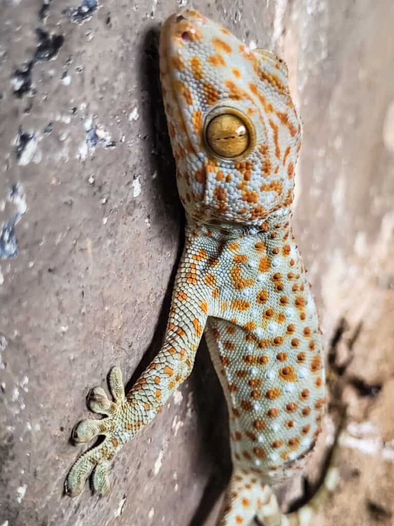 Tokay Gecko lizard climbing
