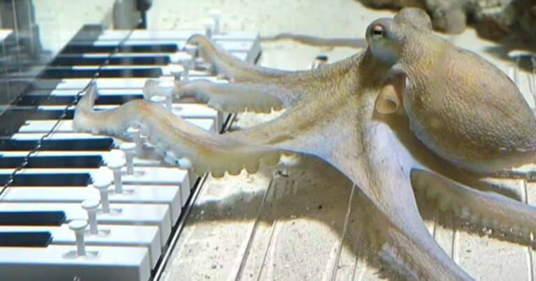 clip from the Viral Video an Octopus Playing Piano