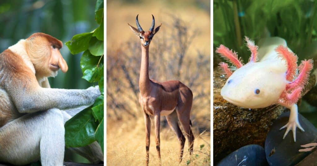 Weirdest Animals on Earth - Featured Image