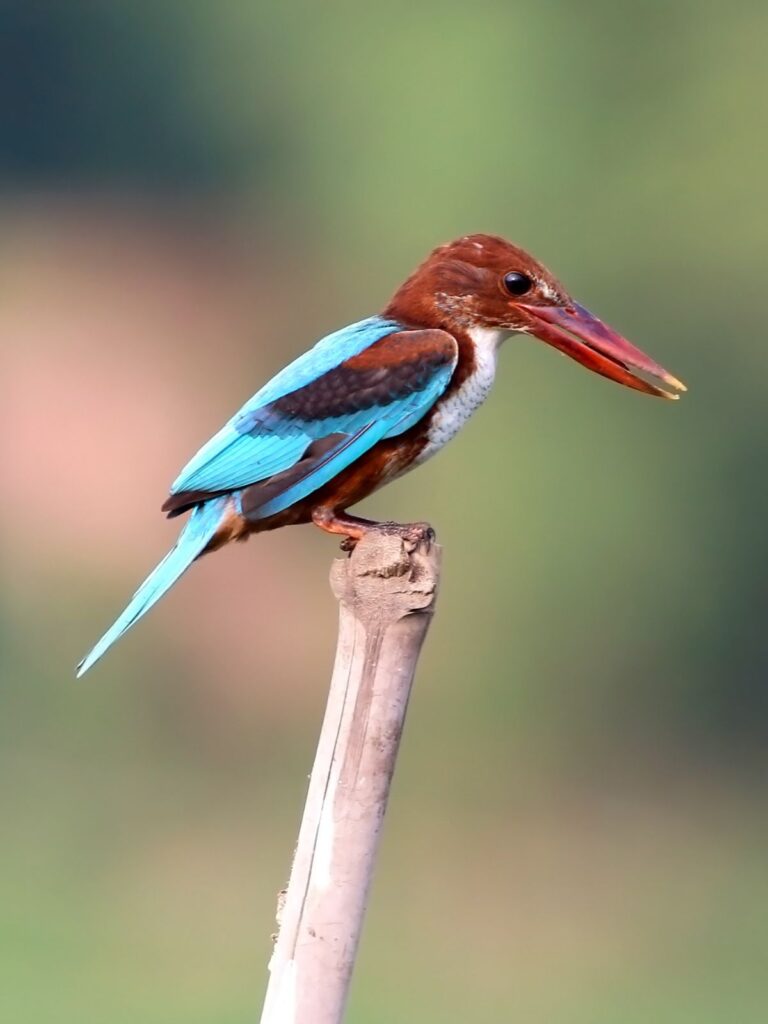 colorful White-Throated Kingfisher bird on a stick