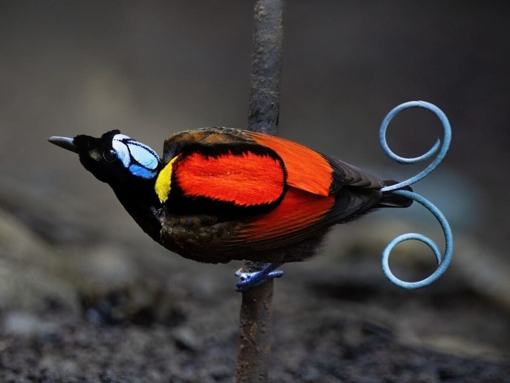 Wilson's Bird-of-Paradise