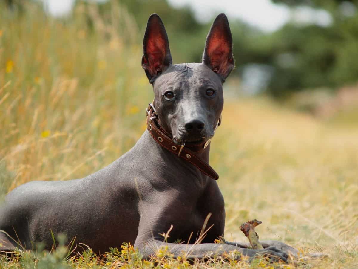Xoloitzcuintli Mexican Hairless Dog