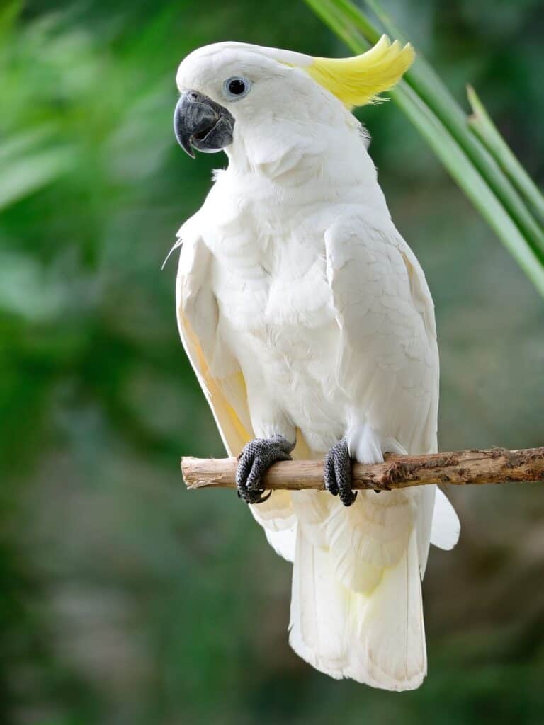 Yellow-Crested Cockatoo bird on a perch