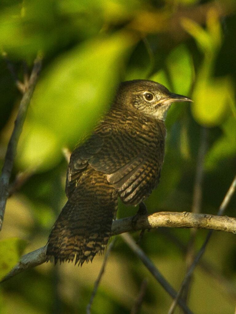 Zapata Wren bird on a tree branch