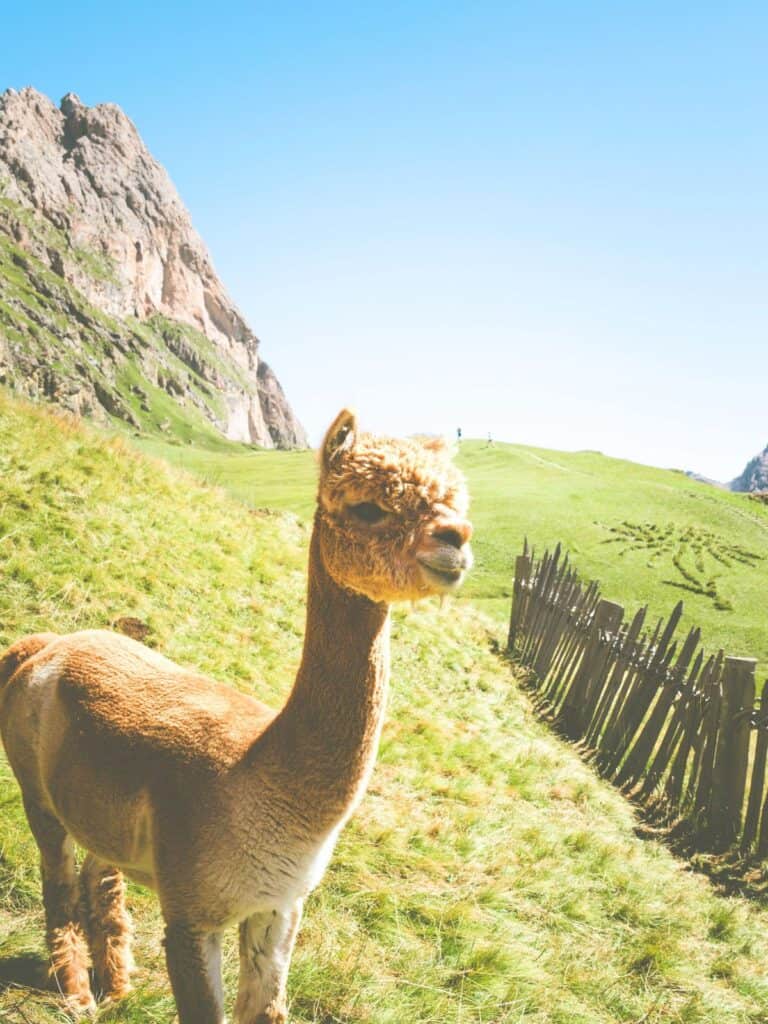 an alpaca in the Italian Dolomites