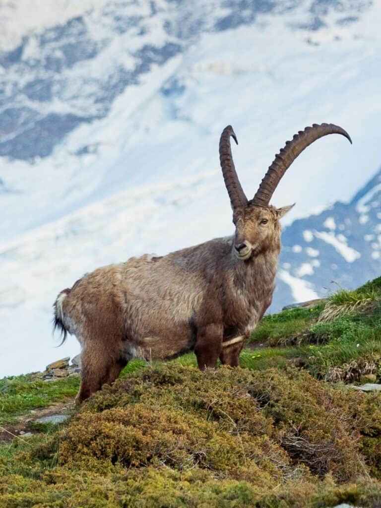 Alpine Ibex