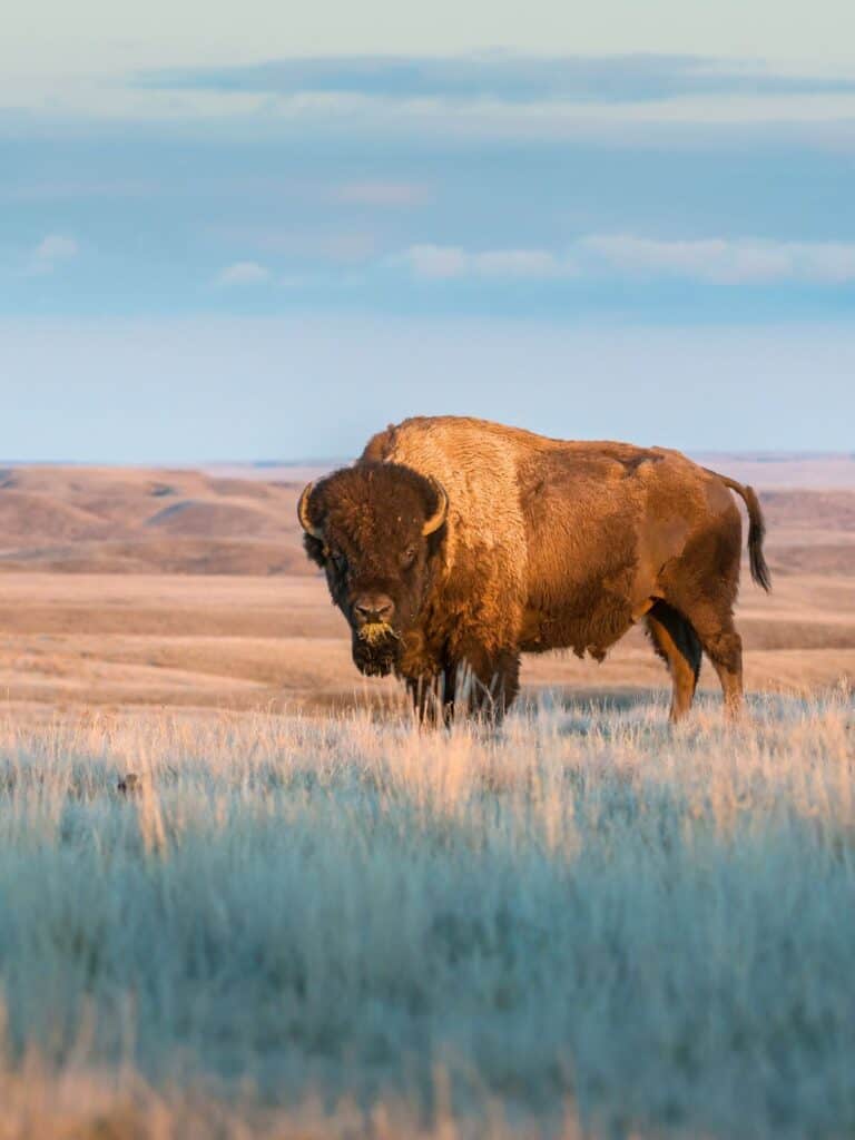 american bison on the plains