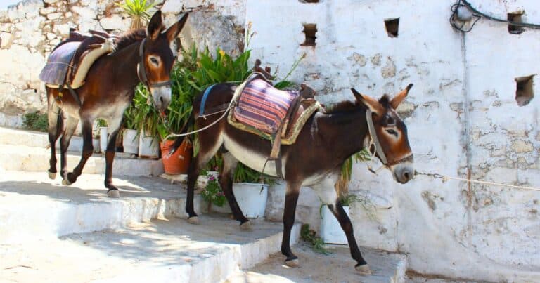 donkeys walking down the hills in greece
