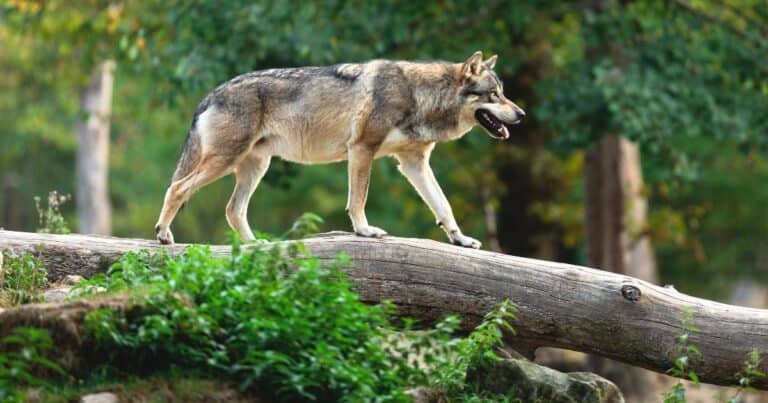 grey wold is just one of the animals in slovenia you might see