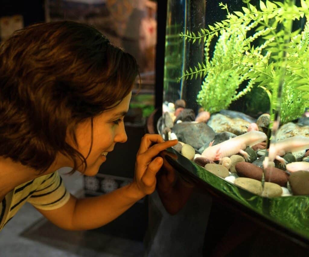 girl looking at axolotl in a tank