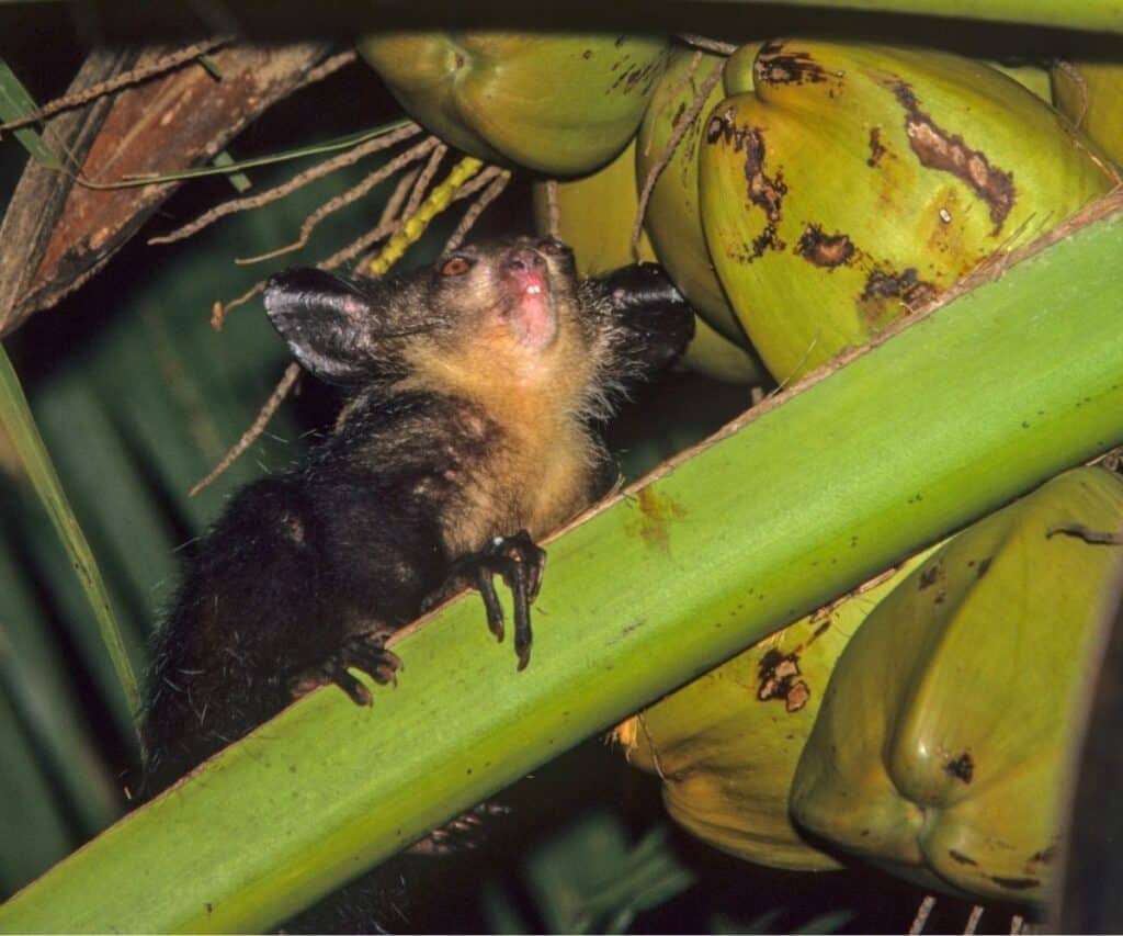 aye-aye eating coconut