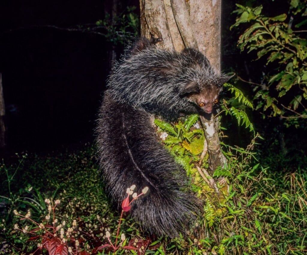 aye-aye with long tail