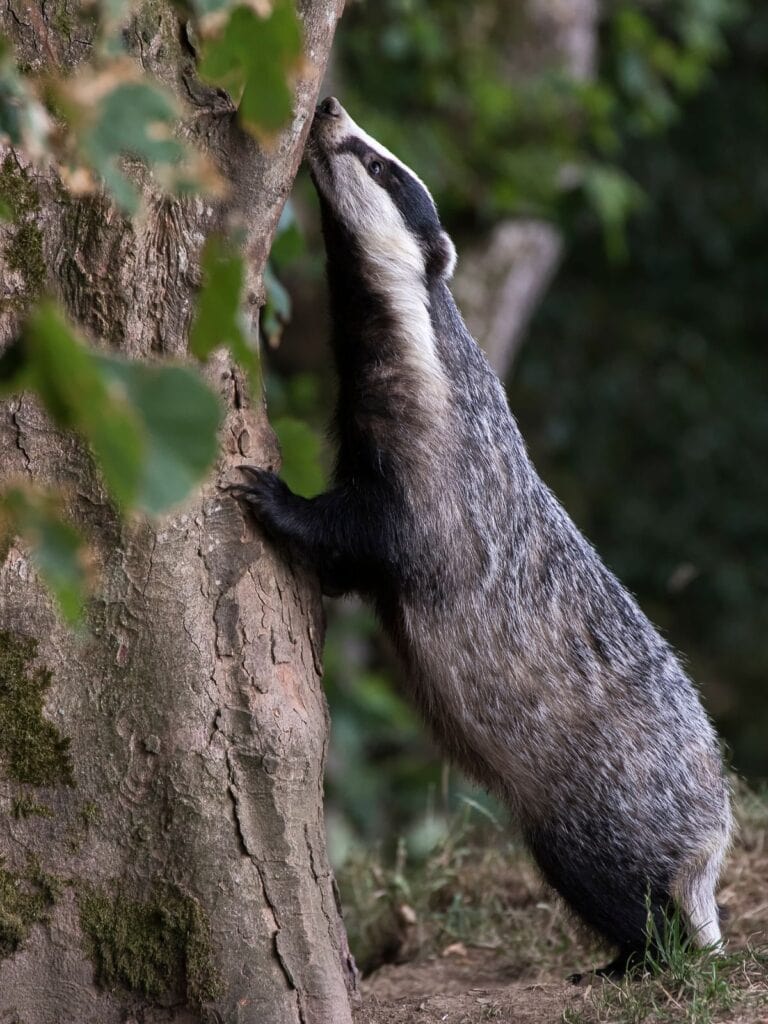 badger standing near a tree
