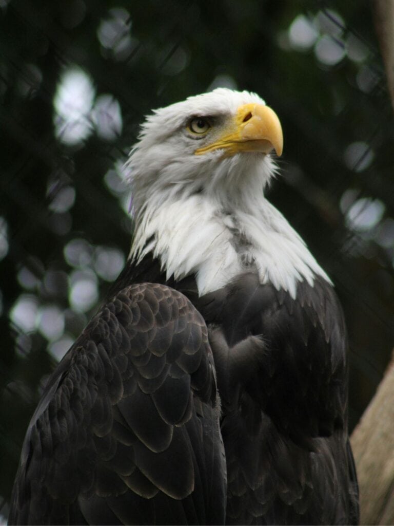 close up of a bald eagle