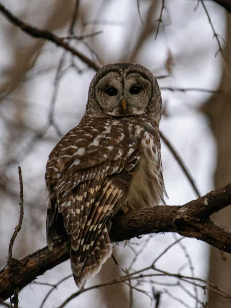 Barred Owl in a tree