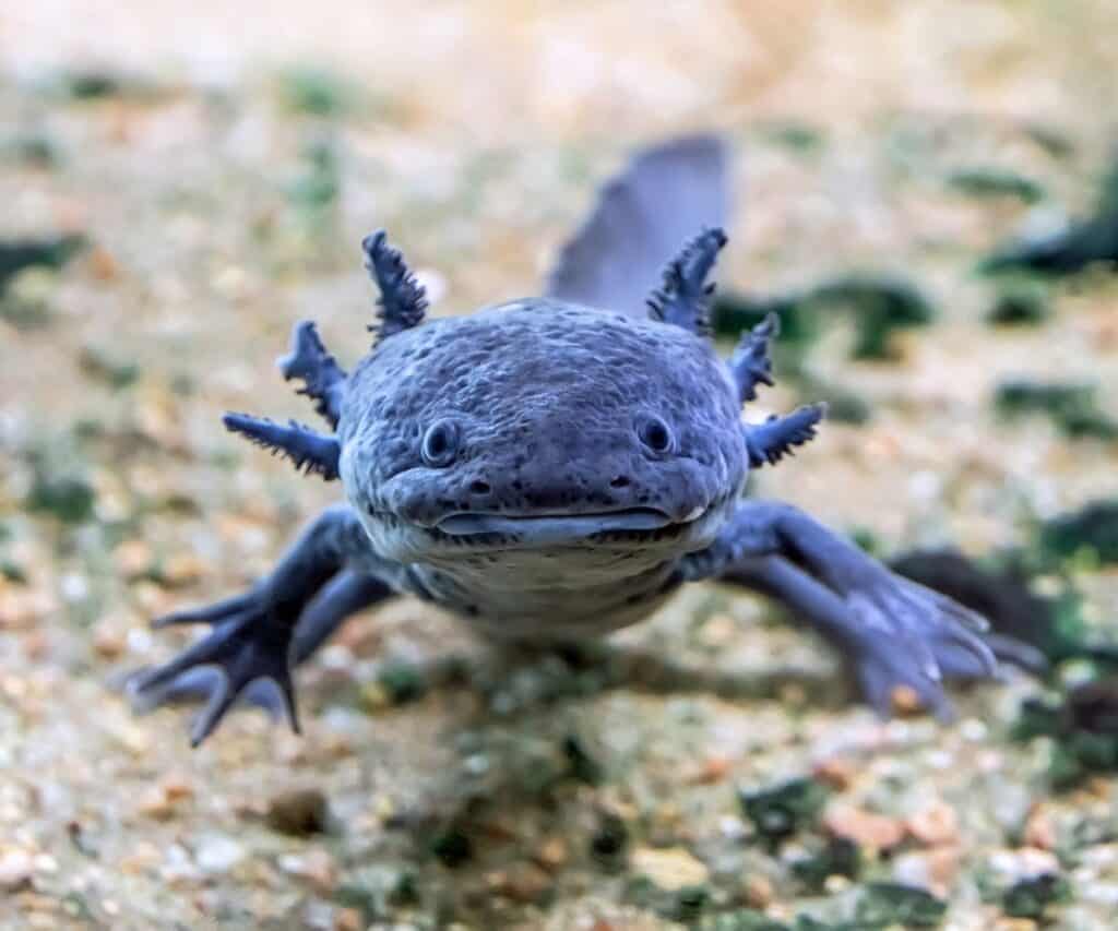 blue axolotl